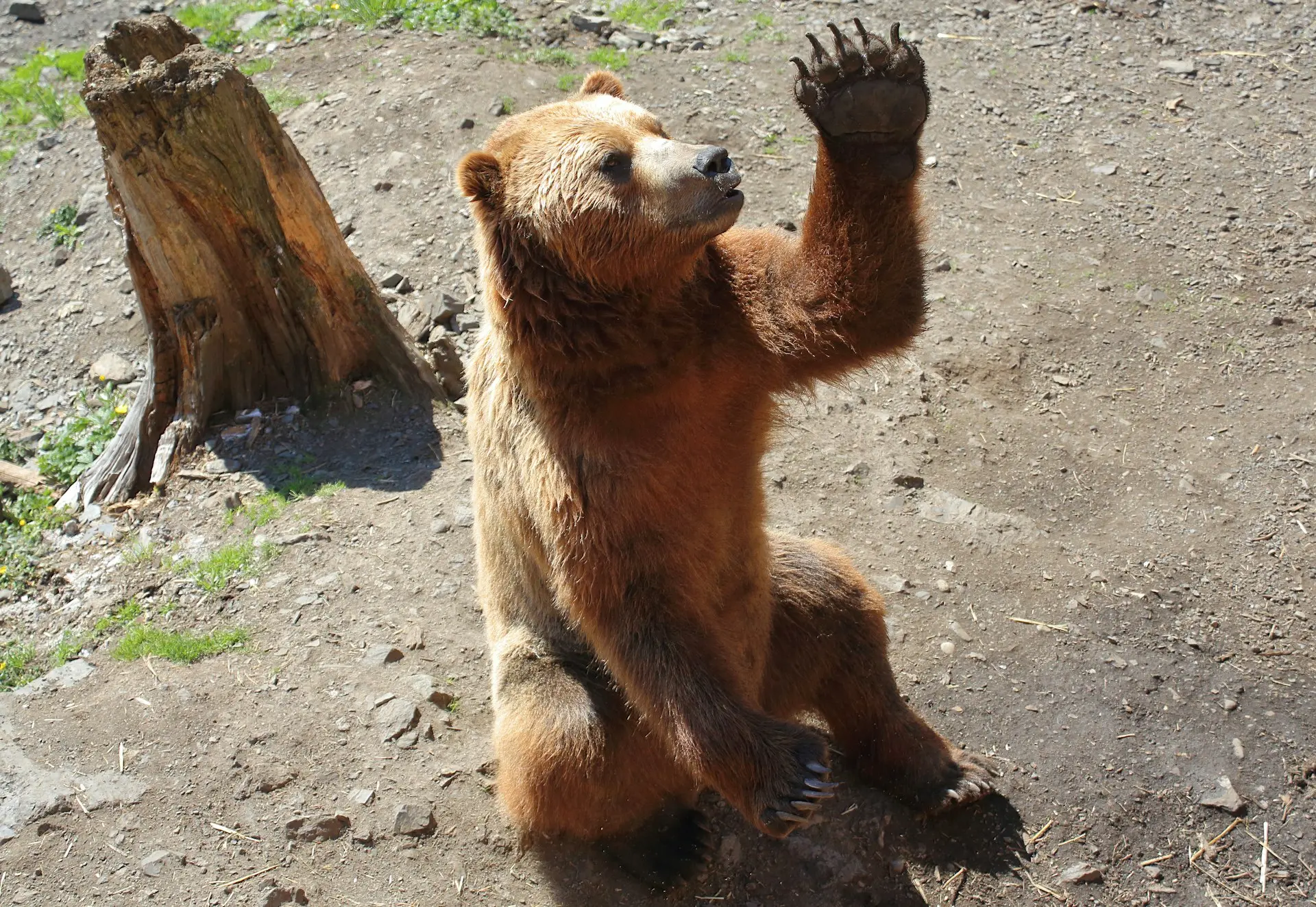 a bear sitting on the ground